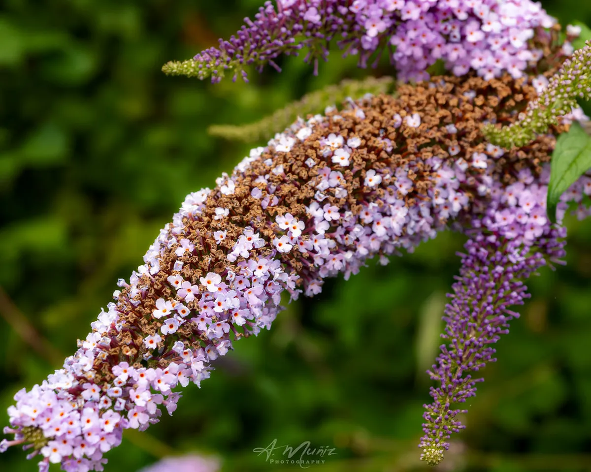 Casa de las Mariposas: Almería's Modernist Gem