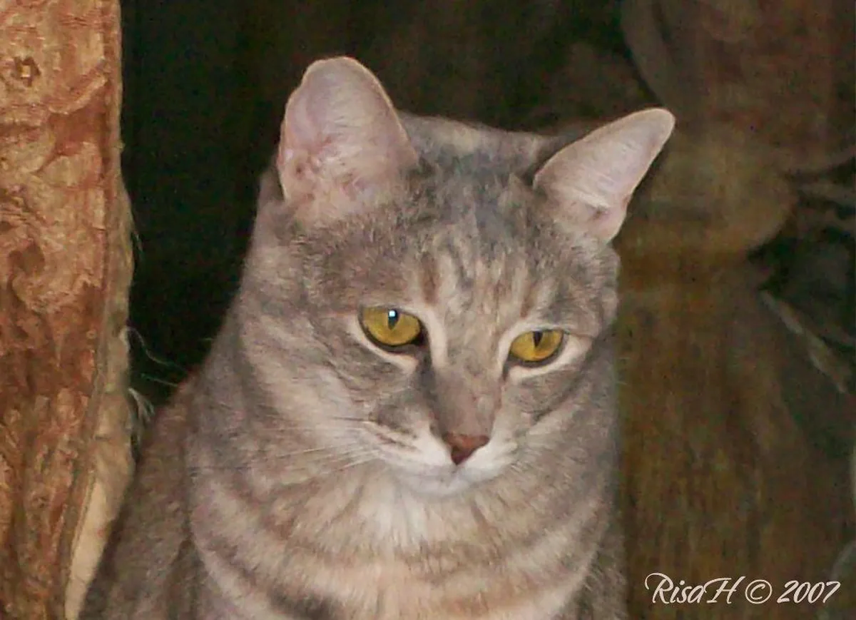 Discover Hidden Patios in Barcelona's Gothic Quarter