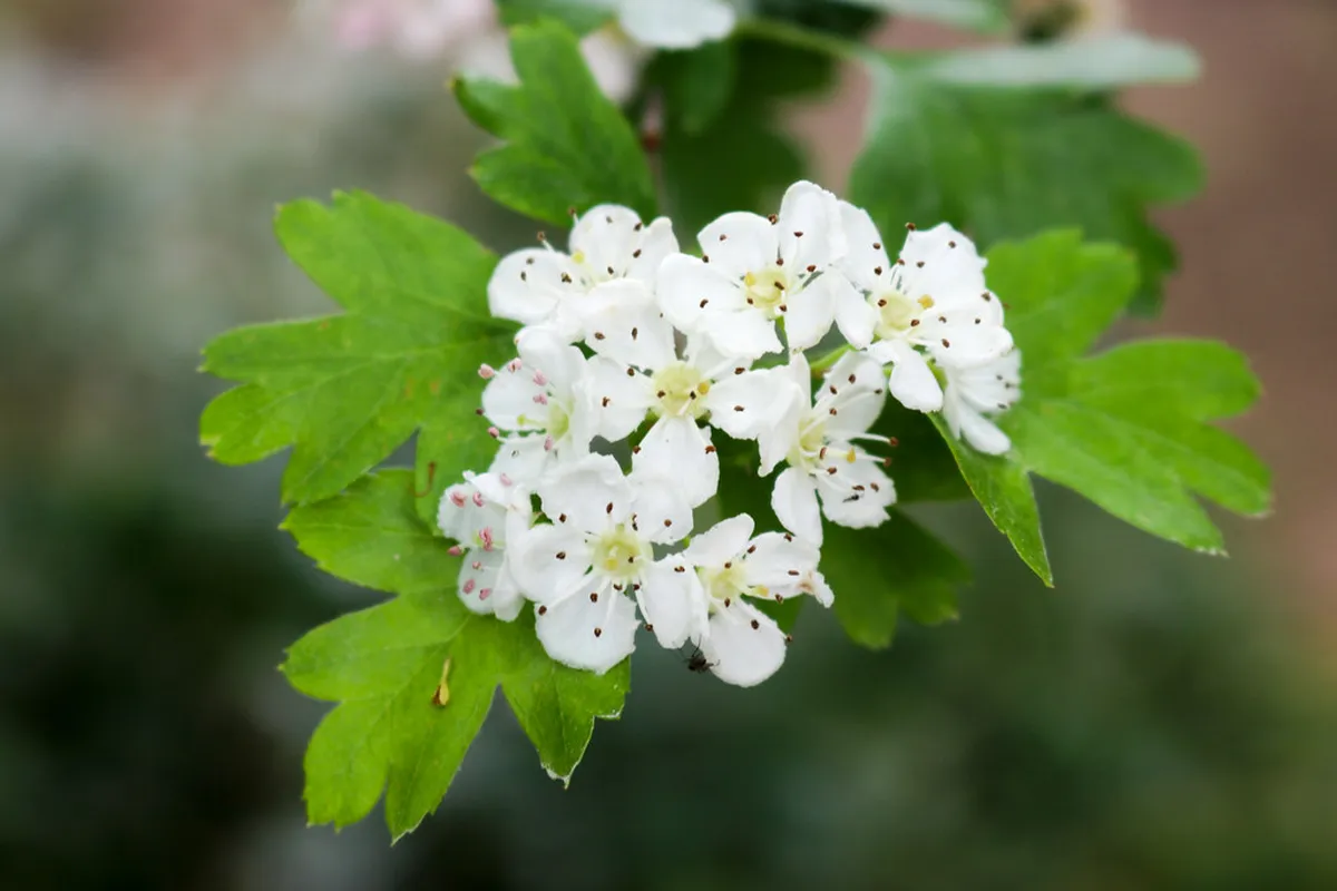 Discover Basque Farmhouses Near Bilbao in 2025