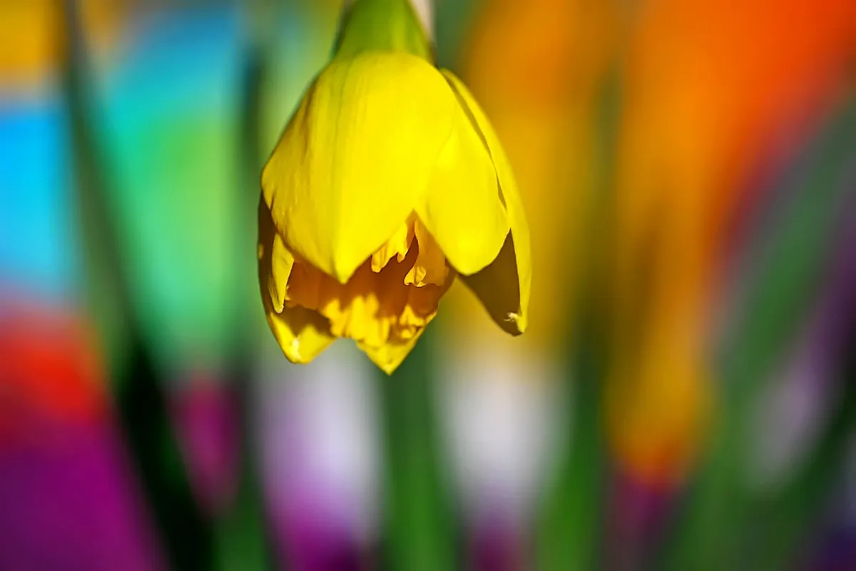 Understanding Burgos Sculpted Portals: A 2025 Guide