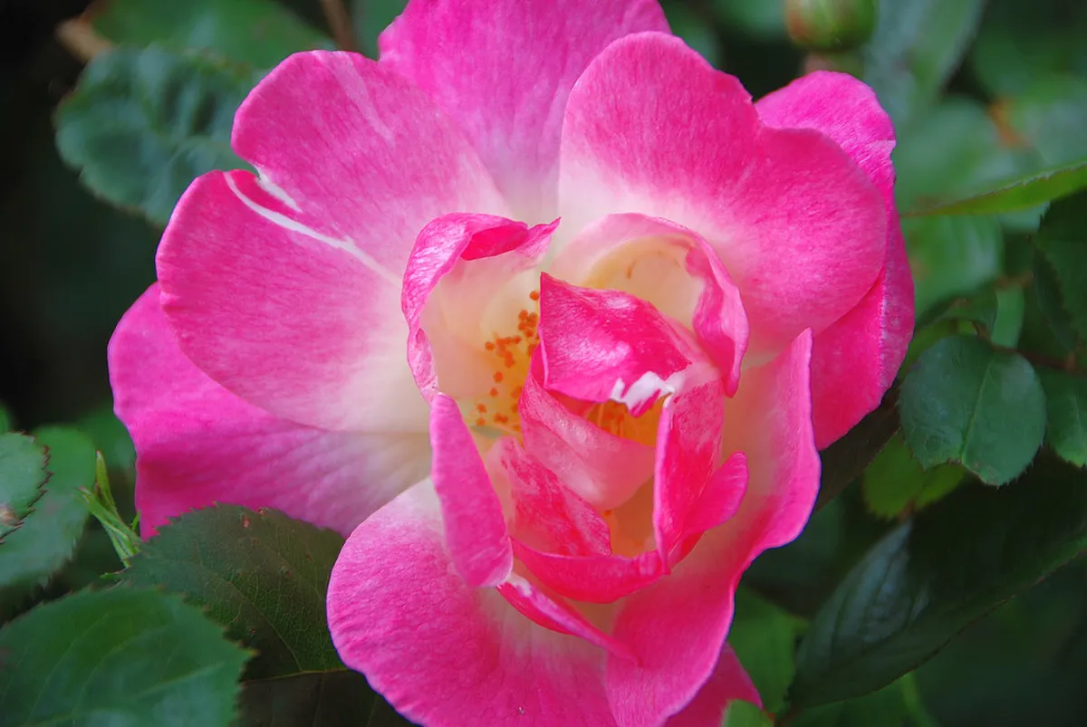 Climb Bujaco Tower Cáceres for Amazing Views in 2025