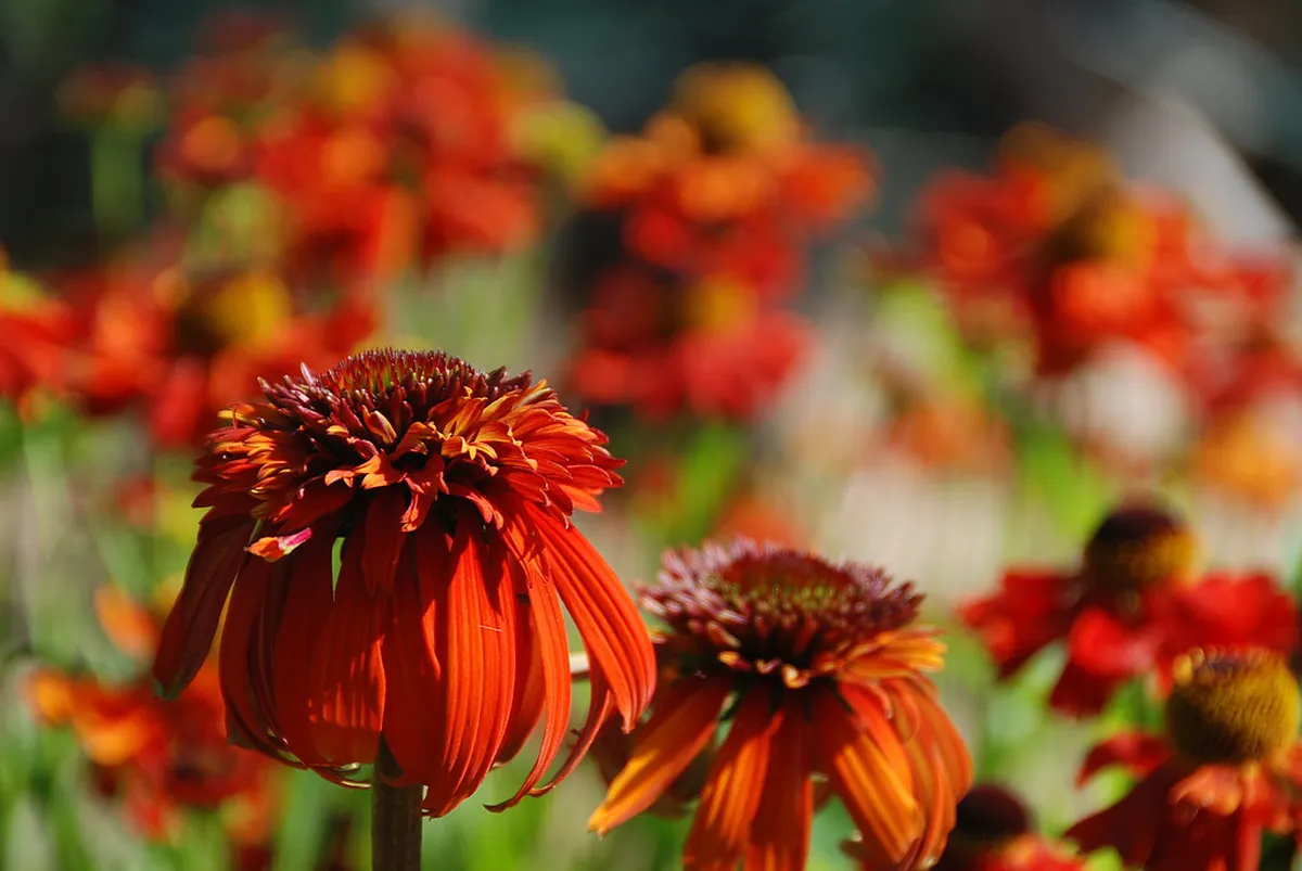 Cáceres Noble Family Homes: Old Town Palaces Guide