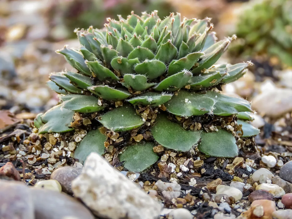 Sustainable Living: Eco-Friendly Corralejo Homes Guide 2025