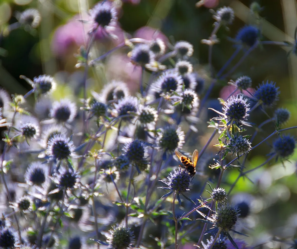 Native Plants in Corralejo Landscaping for 2025