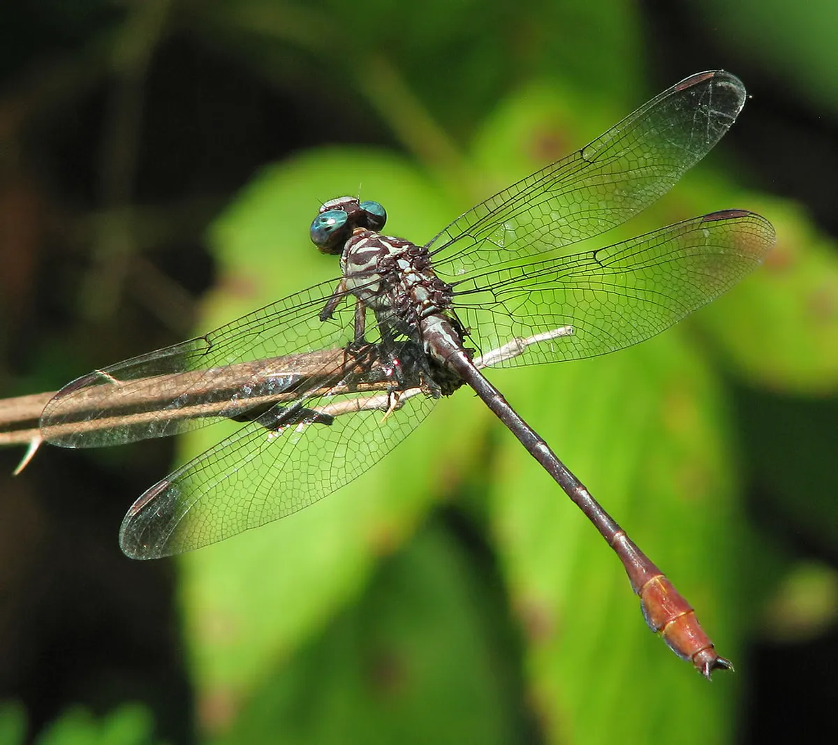 Corralejo Window Colors: Green & Blue Frames Explained