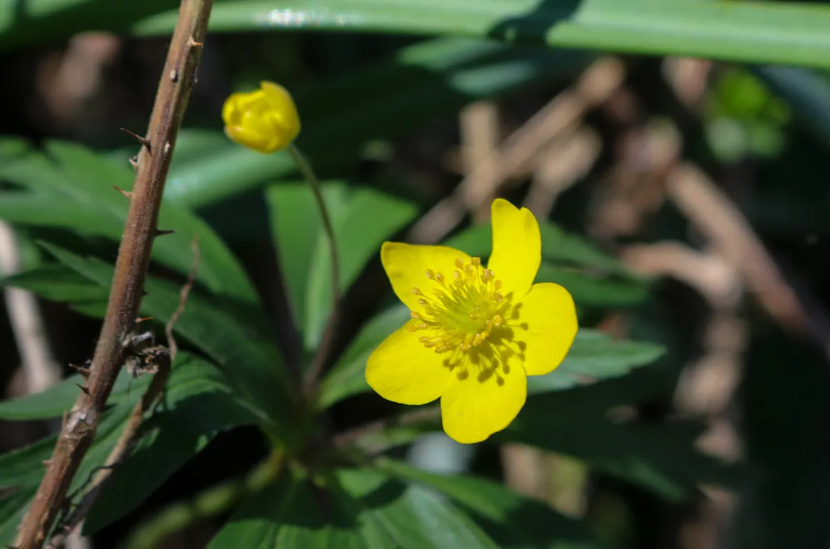 Girona City Walls Route and Map: Your 2025 Walking Guide