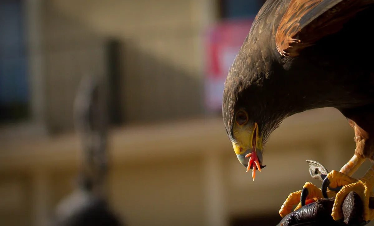 Girona's Fortress: How Sieges Shaped its Architecture