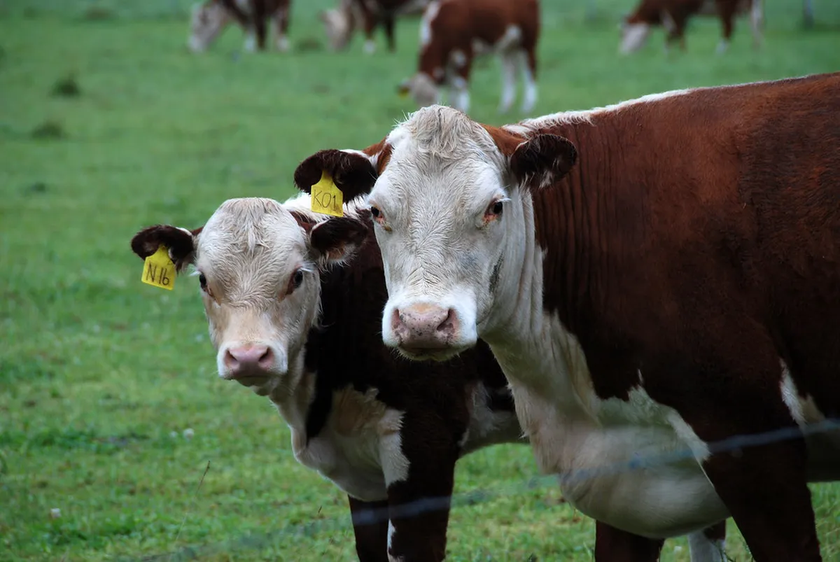 Uncovering the Use of Nummulitic Stone in Girona