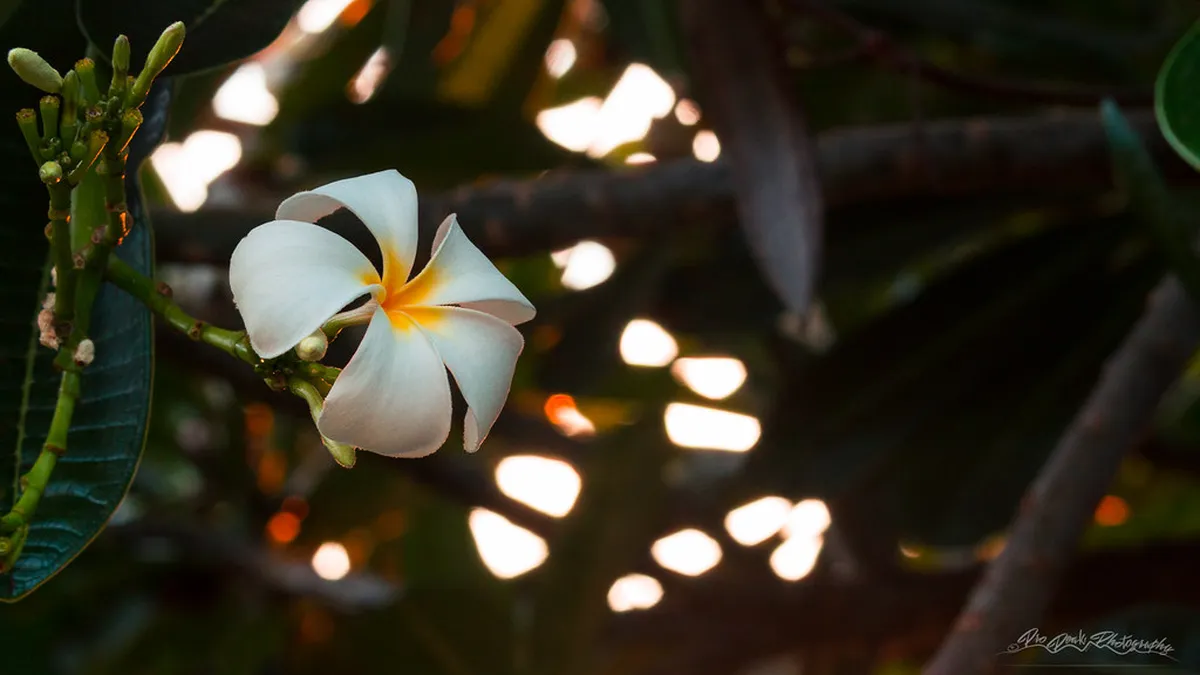 Girona Architectural Timeline: A Historic Journey