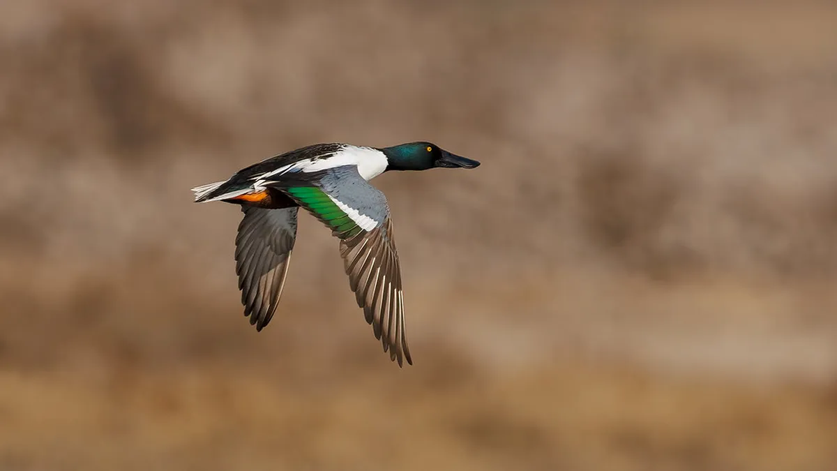 Top Places to Photograph Dalt Vila in Ibiza Town