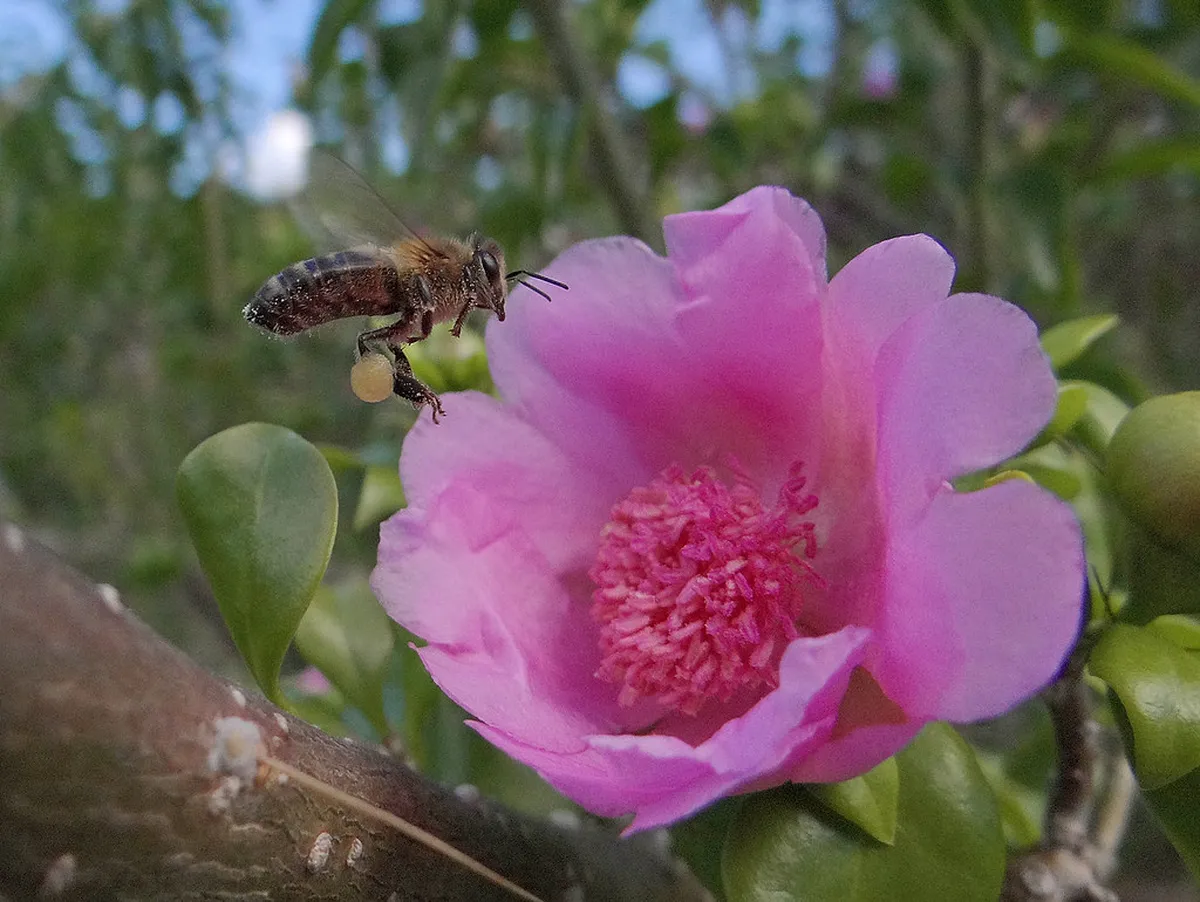 La Laguna Internal Patios: A Guide to Hidden Courtyards