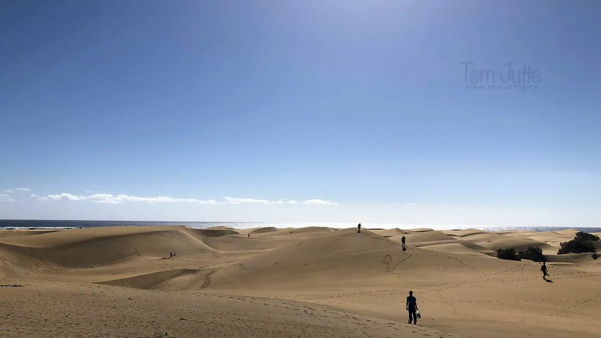 Canarian Pine 'Tea' Wood: La Laguna's Heritage