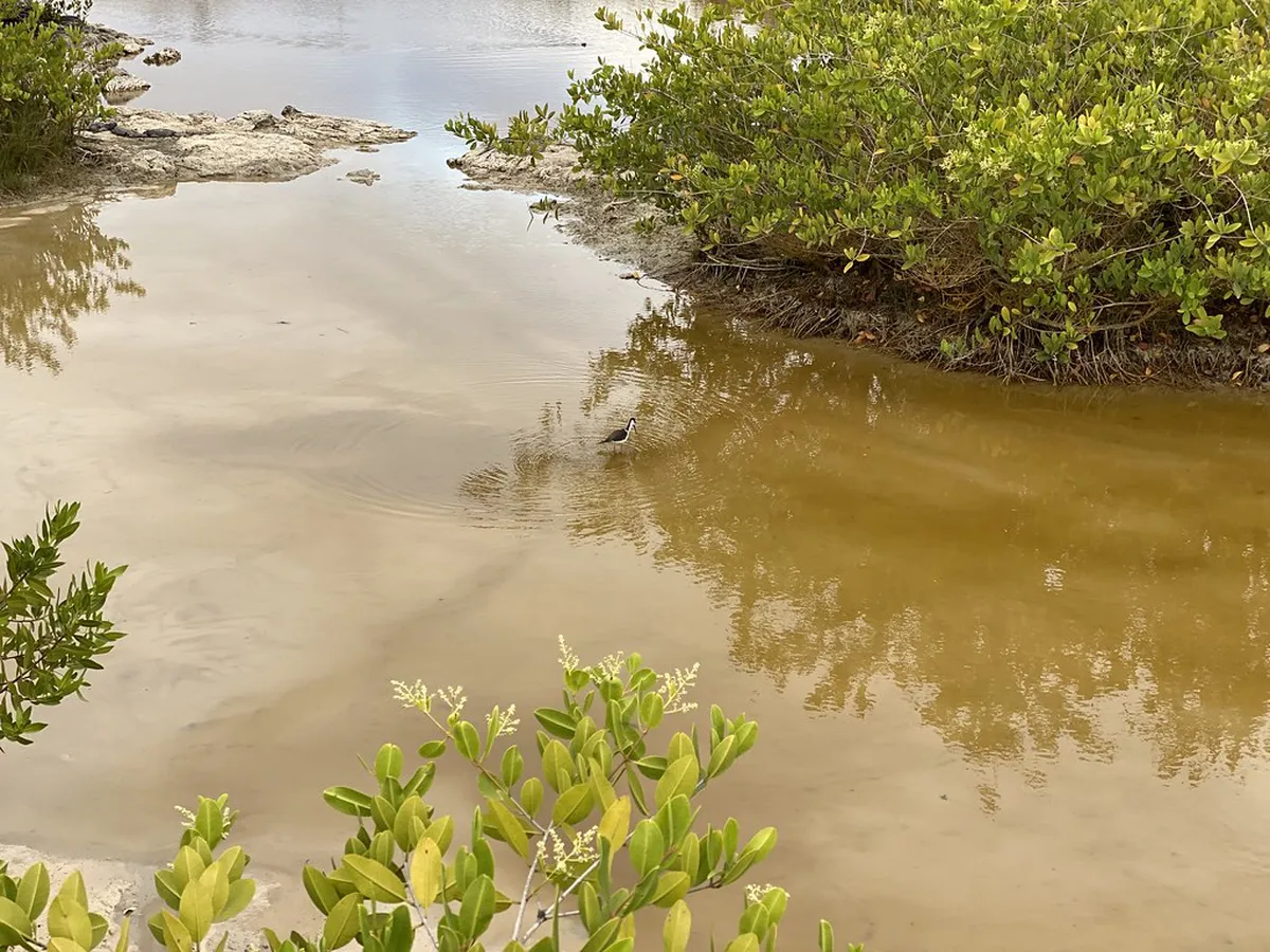 Why La Laguna is a UNESCO World Heritage Site in 2025