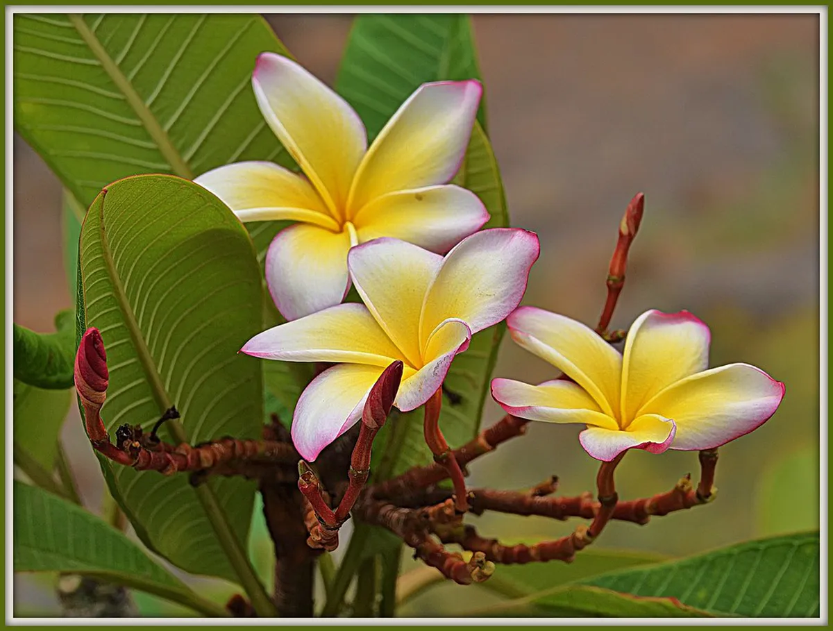 Discover Canarian Colonial Architecture in Las Palmas