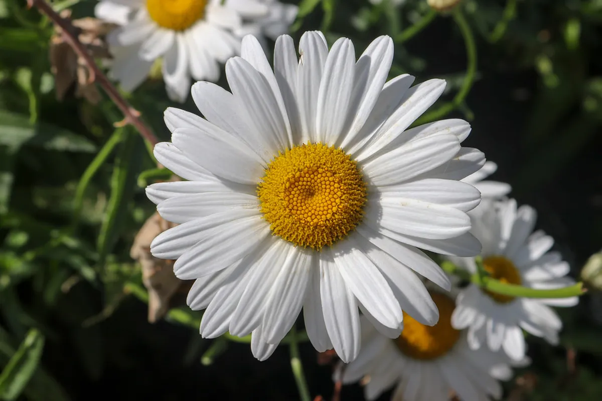 Visit La Malagueta Bullring: Your Málaga Guide 2025