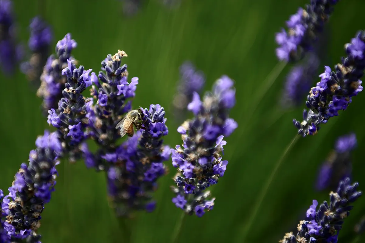 Palma Building Materials History: Mallorca's Architectural Legacy