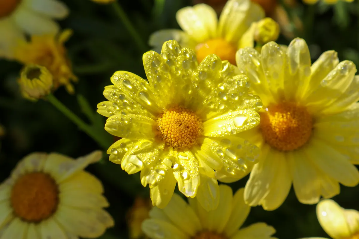 Explore Palma's Grand Noble Houses: A 2025 Architecture Guide