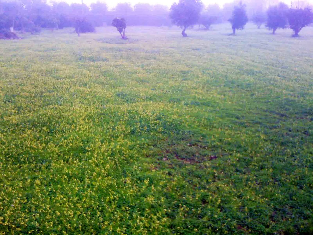 Pollença's Lesser-Known Architectural Details to Spot