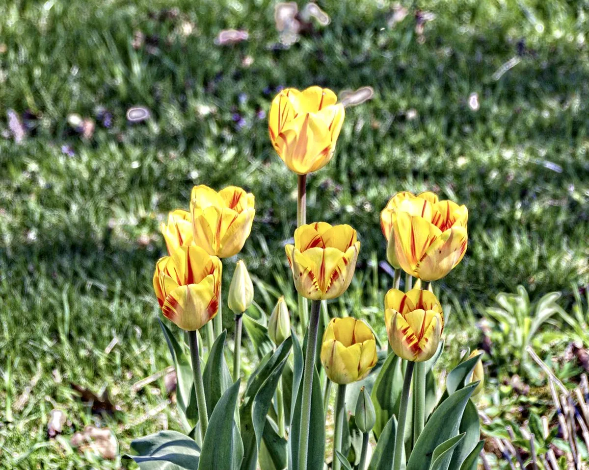 Must-See Historic Houses in Puerto de la Cruz 2025