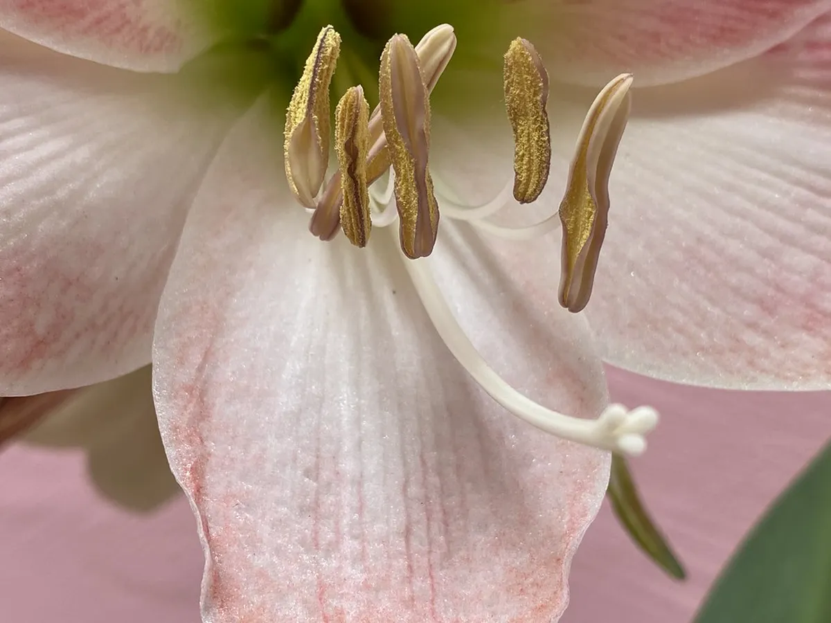 Visiting Casa Lis: Salamanca's Art Nouveau Gem in 2025