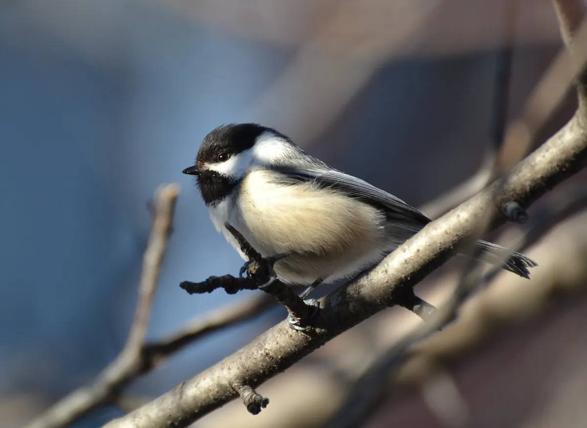 Discover Francisco Urcola's Architectural Work in San Sebastián