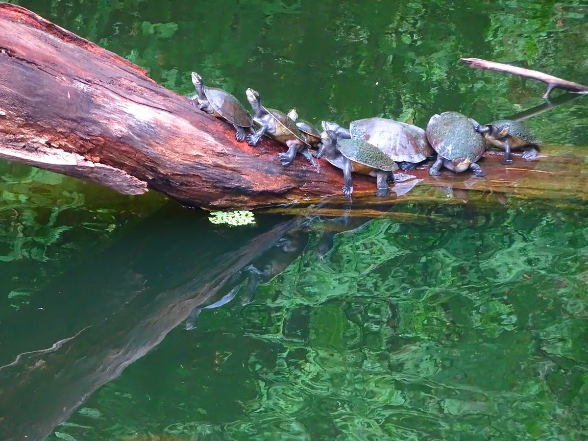 Palmetum Botanical Garden Design in Tenerife
