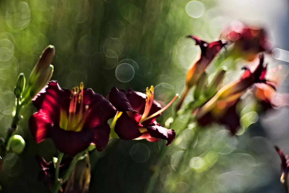 Analyzing the Design of the Palacio de Raxoi