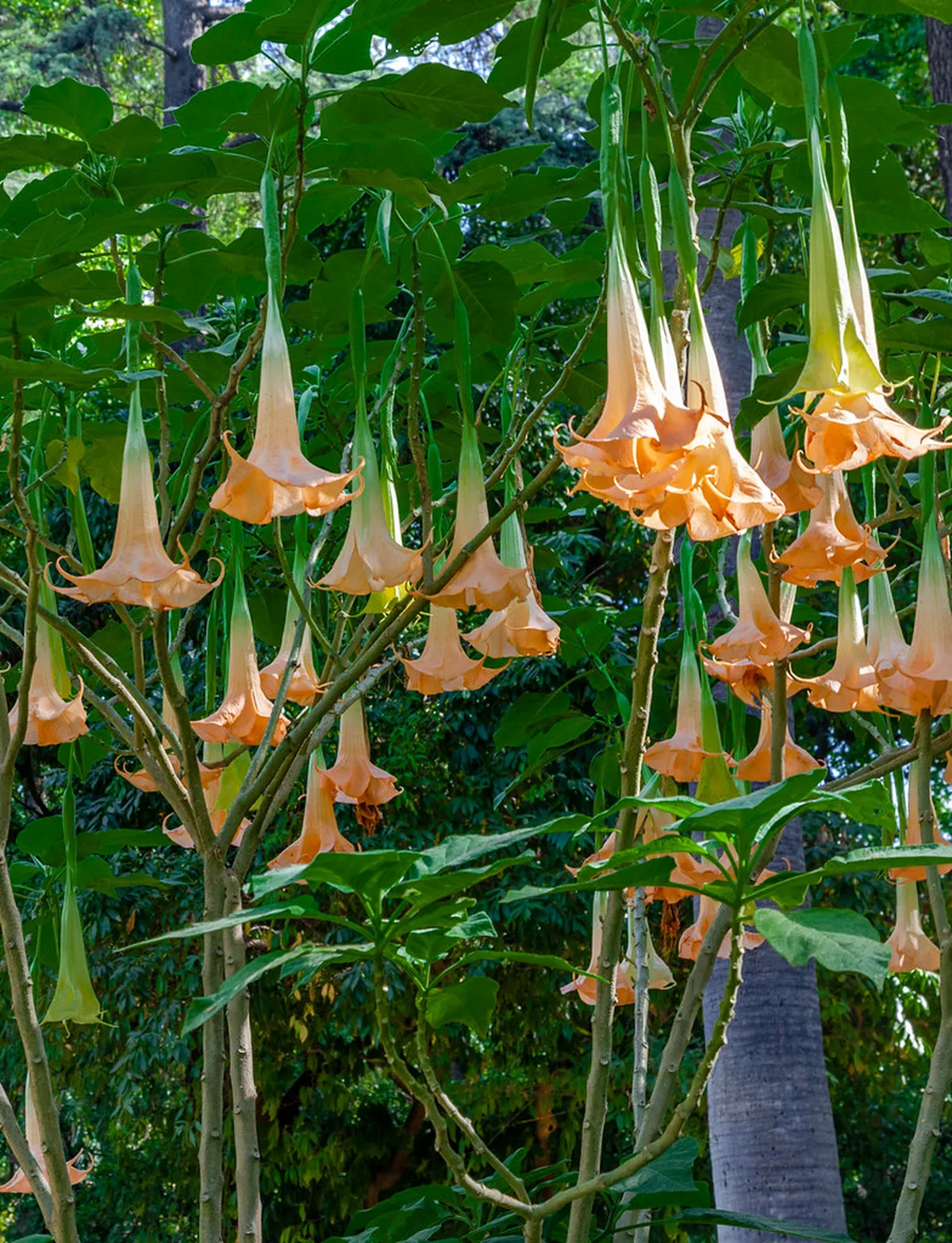 Seville Alcázar Opening and Closing Times 2025 Guide