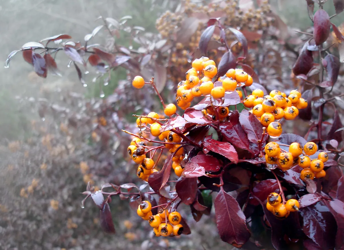 Exploring Caliphal Period Features of Castillo de Guzmán