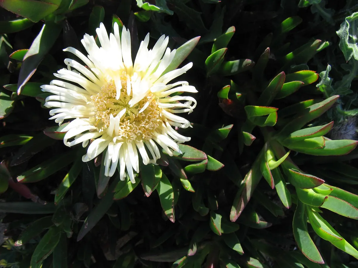 Discovering Traditional Tarifa Patios in 2025